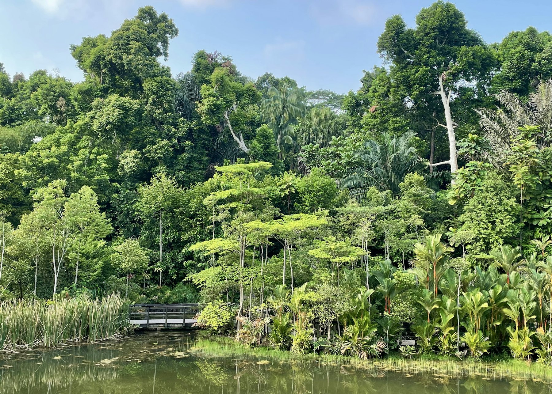 Reservoir surrounded by lush rainforest in Singapore
