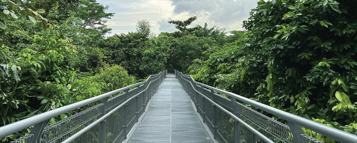 A green treetop trail through Singapore's forest canopy